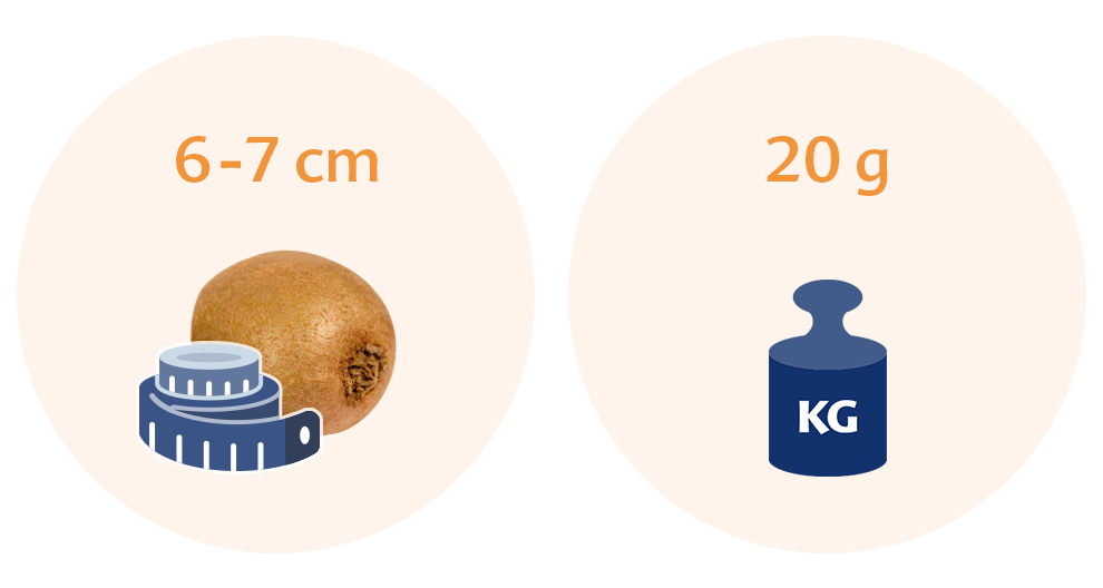 Two circles, each with a measurement and an illustration. The left circle has a measurement of 6-7 cm and an illustration of a fruit, while the right circle has a measurement of 20 g and an illustration of a weight.