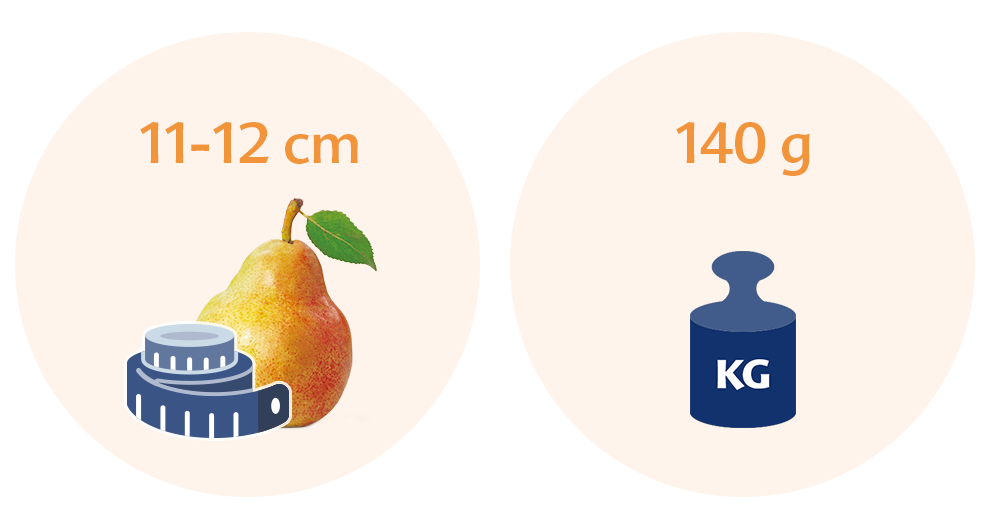 Two circles, each with a distinct illustration and text. The left circle features a pear with a measuring tape, accompanied by the text "11-12 cm." The right circle displays a weight scale with the text "140 g" and the label "KG" on it.