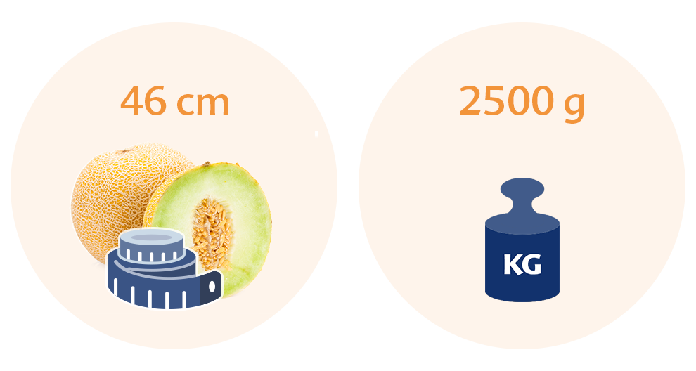 Two circles, one with a cantaloupe and a measuring tape, and the other with a weight scale and a kilogram symbol.