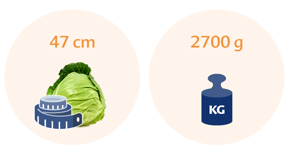 Two circles, each with a distinct illustration and a label. The left circle has a cabbage and a measuring tape, labeled with '47 cm'. The right circle has a weight scale icon labeled with '2700 g' and a 'KG' label.
