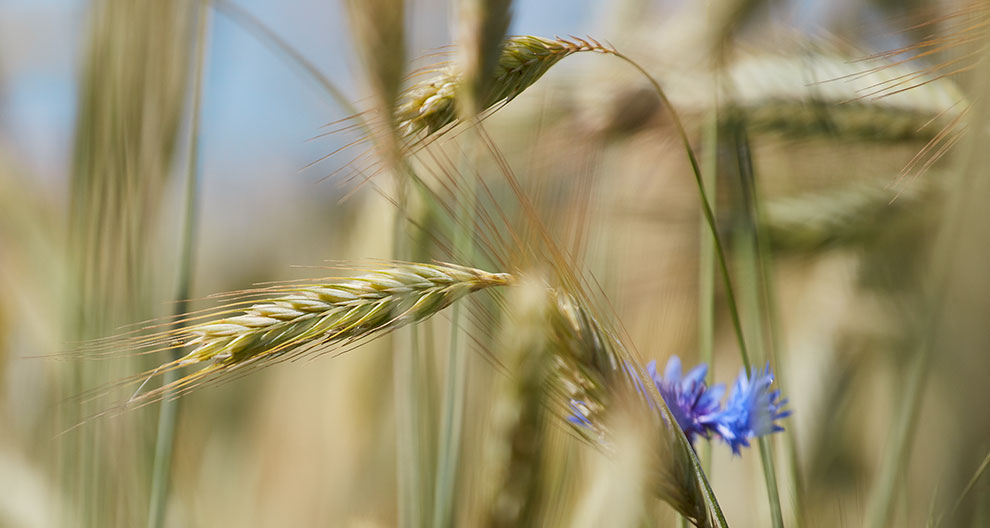 A close-up of a wheat ear with a blurred background.