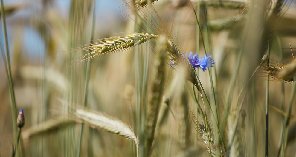 A close-up of a wheat field with a singular blue flower amidst the golden stalks.