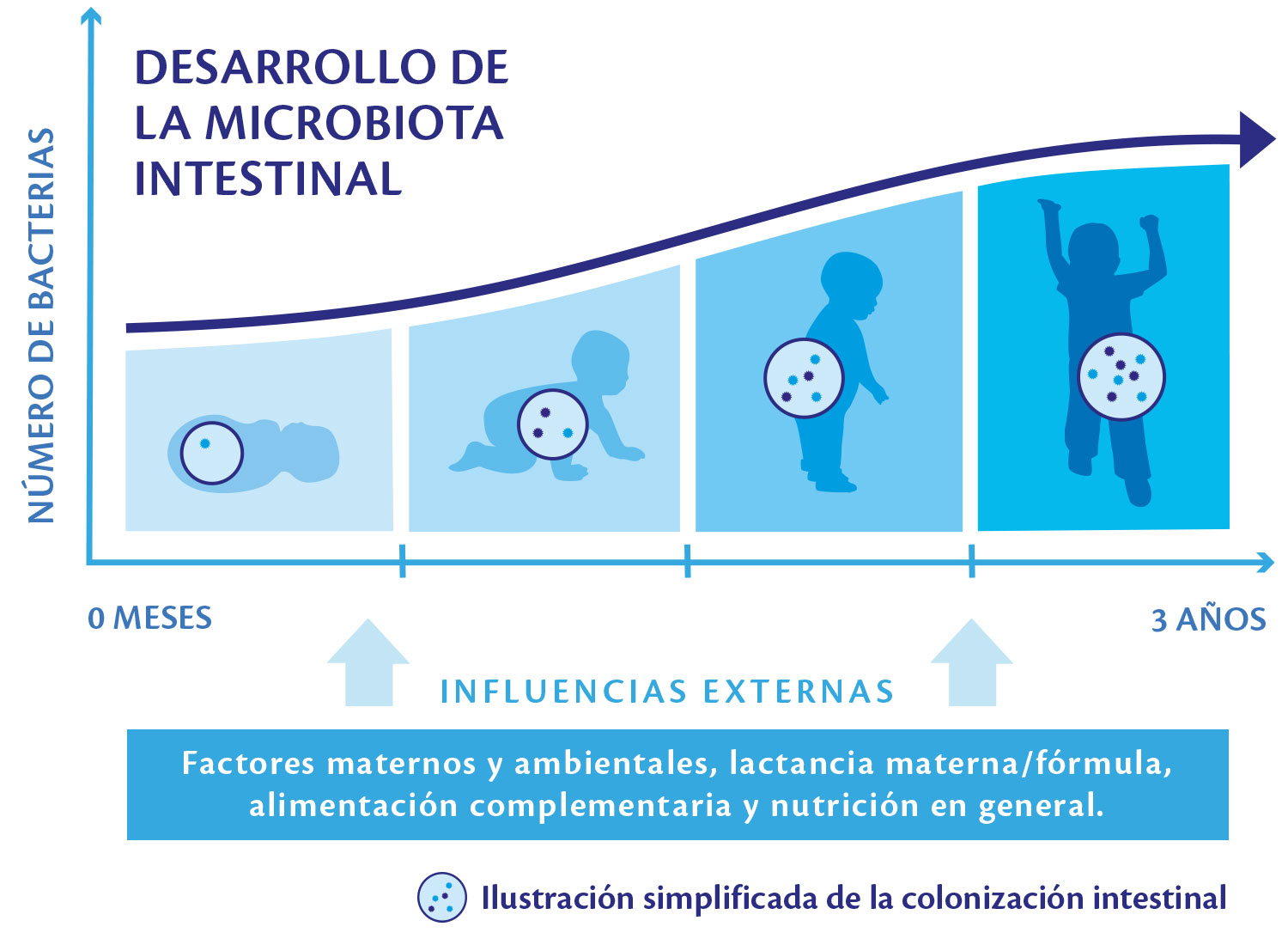 El desarrollo de la microbiota intestinal en un niño desde el nacimiento hasta los tres años, destacando la influencia de los factores externos en este desarrollo.